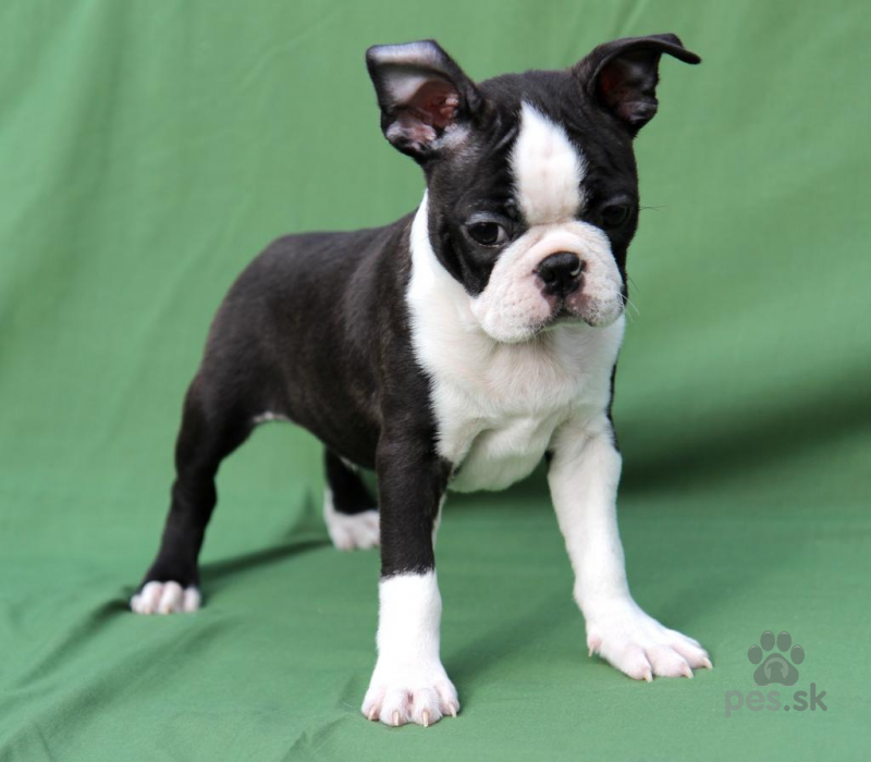 Bostonský teriér šteniatka Predám psa BOSTONSKÝ TERIÉR Pes.sk