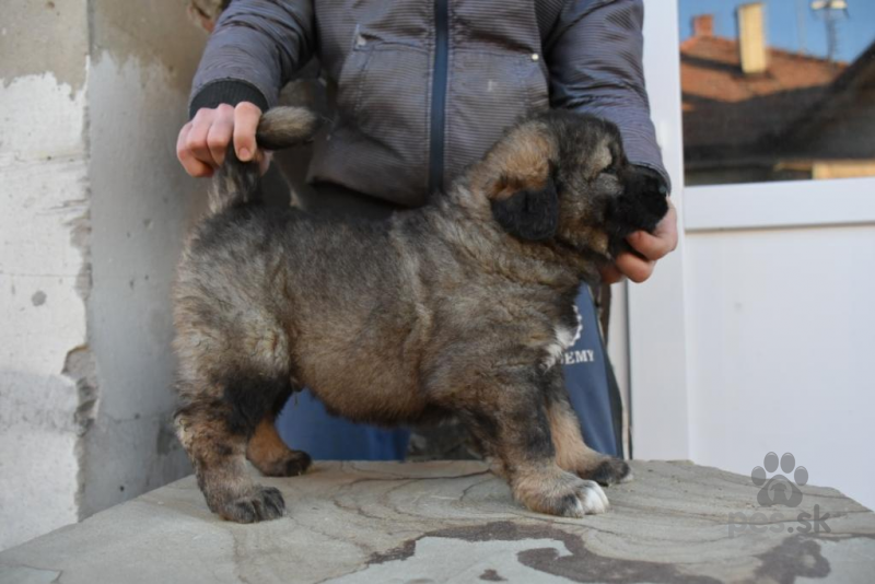 Kaukazsky Ovciak Predam Psa Kaukazsky Ovciak Pes Sk