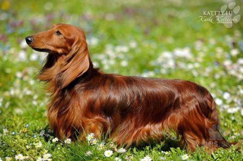 Jazvecik dlhosrsty trpaslici s PP Predám psa JAZVEČÍK TRPASLIČÍ