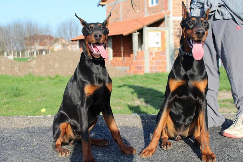 Czy Na Dobermana Trzeba Miec Pozwolenie Doberman šteniatka a dva dospelé psy na predaj - Predám psa DOBERMAN