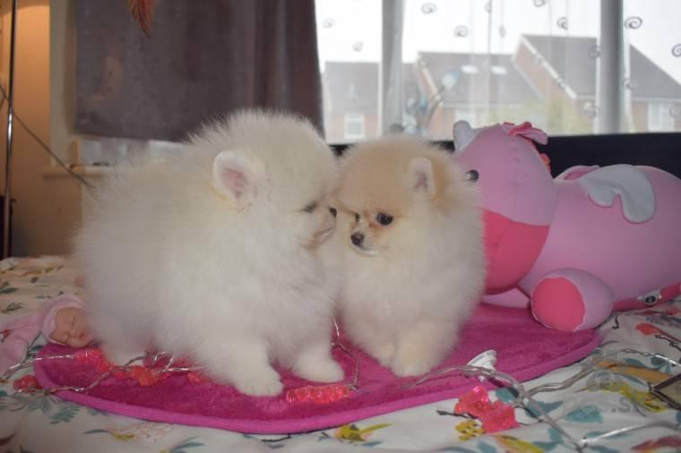 pes pomeranian boo