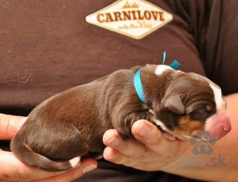 Pinče, bradáče, molosoidy a švajčiarske salašnícke psy, Appenzellský salašnický pes