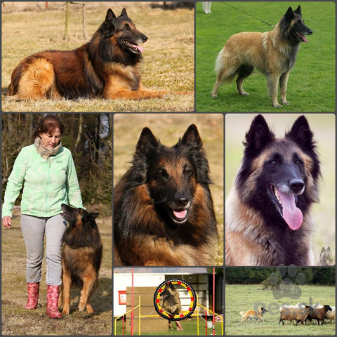 Ovčiaky a pastierske psy, Belgický ovčiak Tervueren (šteniatka) s PP