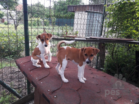 Teriéry, Predám šteniatka Jack Russell teriera v Bratislave