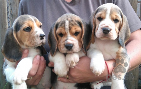 Duriče, farbiare a príbuzné plemená, Bígel (beagle) šteniatka s PP
