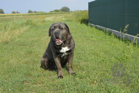 Pinče, bradáče, molosoidy a švajčiarske salašnícke psy, Krytie Cane Corso