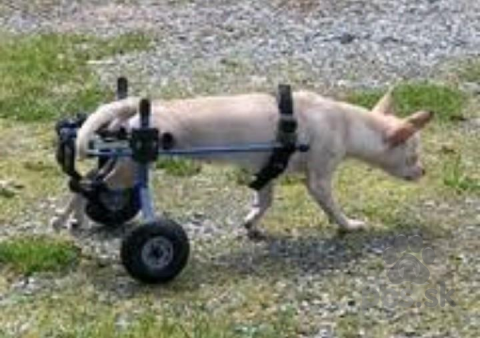 , Hľadám invalidný vozík pre labradora