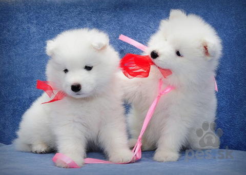 Špice a primitívne typy, čisté plemeno samoyed šteňa na predaj