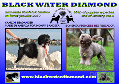 Retrívre, sliediče a vodné psy, Šteniatka Portugalský vodný pes - poslední dvaja psíkovia voľní