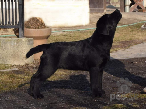 Retrívre, sliediče a vodné psy, Labrador retriever - čierne šteniatka