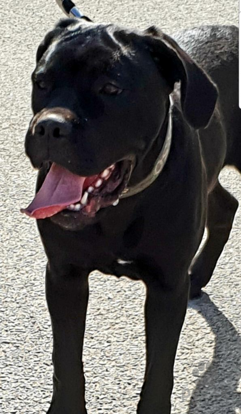 Pinče, bradáče, molosoidy a švajčiarske salašnícke psy, Cane corso s PP