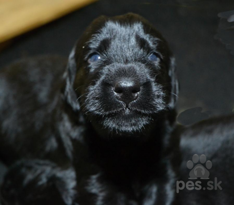 Retrívre, sliediče a vodné psy, Flat coated retriever