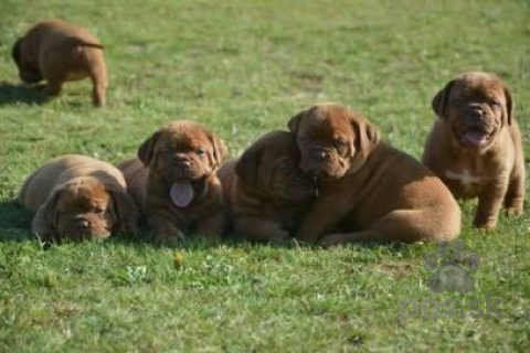 Pinče, bradáče, molosoidy a švajčiarske salašnícke psy, Dogue de Bordeaux, French mastiff, Bordo doga