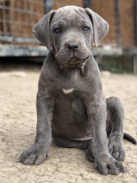 Neuznané plemená a krížence, Americký Bandog s PP