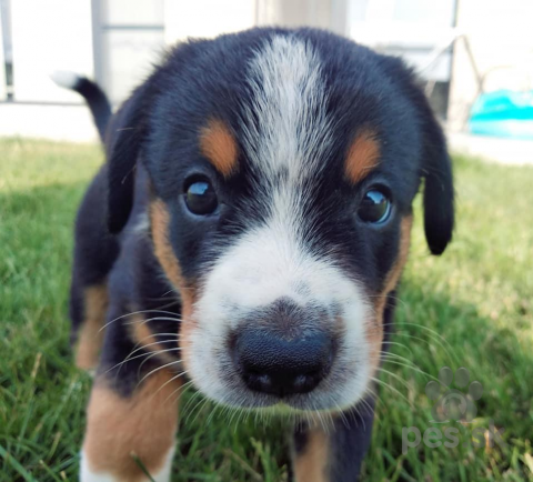 Pinče, bradáče, molosoidy a švajčiarske salašnícke psy, Posledný voľný psík | Entlebucher s PP