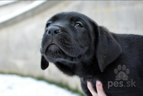 Neuznané plemená a krížence, Bandog šteniatka na predaj 