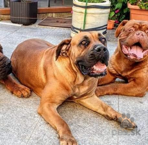 Neuznané plemená a krížence, Šteniatka Boerboel k rezervácii