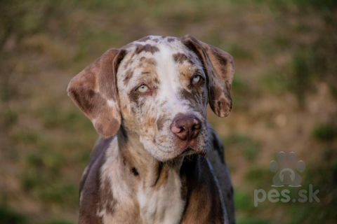 Neuznané plemená a krížence, CATAHOULA 