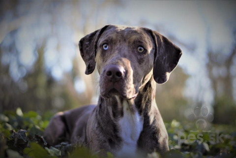 Neuznané plemená a krížence, Louisiánsky leopardí pes / Catahoula - chovný pes - krytie