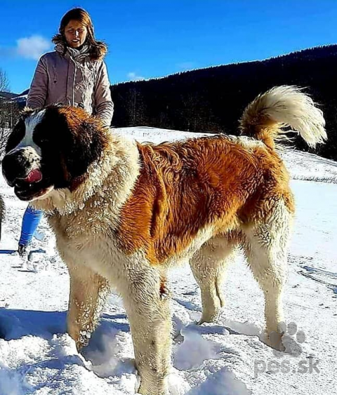 Neuznané plemená a krížence, Moskovský strážny pes - chovný pes na krytie