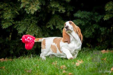 Duriče, farbiare a príbuzné plemená, Basset Hound