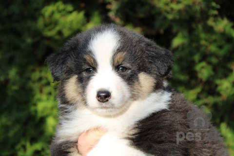 Ovčiaky a pastierske psy, Australian Shepherd Puppies