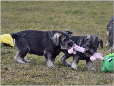 Pinče, bradáče, molosoidy a švajčiarske salašnícke psy, Bradáč sredný korenie soľ - puppy