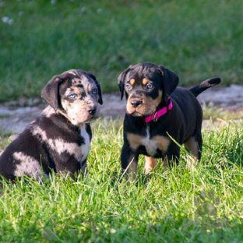 Neuznané plemená a krížence, CATAHOULA-Louisiansky leopardi pes šteniatka