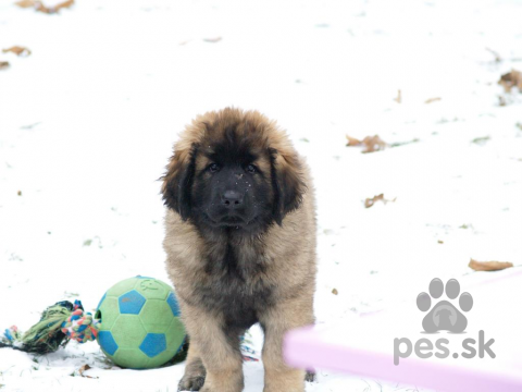 Pinče, bradáče, molosoidy a švajčiarske salašnícke psy, Leonberger šteniatka s PP