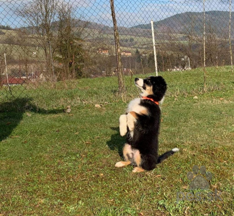 , Ponúkam venčenie a stráženie psíka 