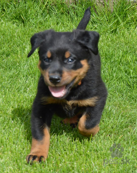 Ovčiaky a pastierske psy, Šteniatka - Beauceron/Boseron