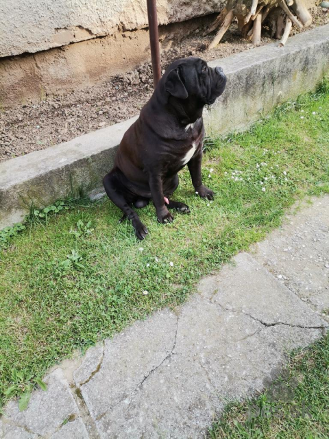 Pinče, bradáče, molosoidy a švajčiarske salašnícke psy, Cane Corso kritie