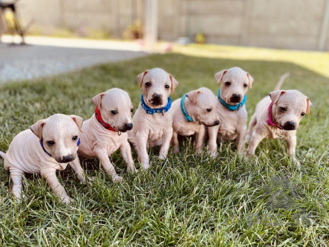 Neuznané plemená a krížence, American Hairless Terrier - Asgardian Breed Kennel - free for reservation 