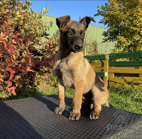 Ovčiaky a pastierske psy, Belgicky ovciak Malinois