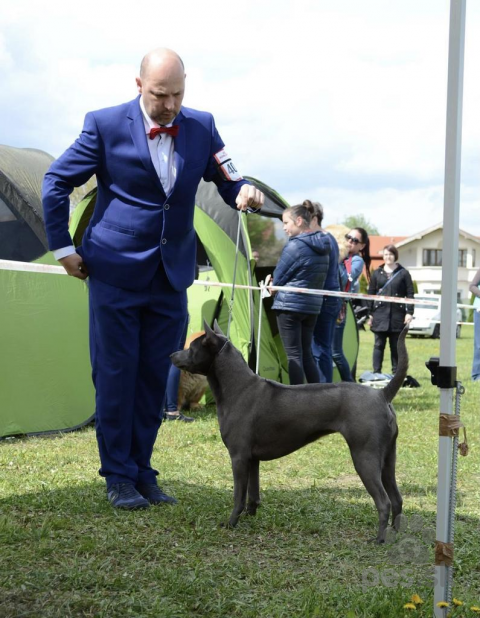 Špice a primitívne typy, Thajský ridžbek Thai Ridgeback Dog