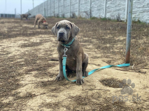 Neuznané plemená a krížence, Predaj šteniatka Bandog