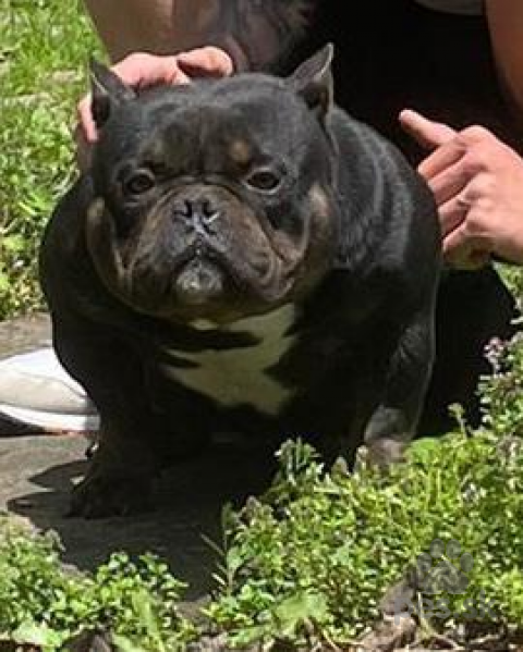 Neuznané plemená a krížence, MICRO EXOTIC AMERICAN BULLY