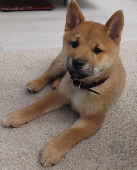 Špice a primitívne typy, Shiba inu