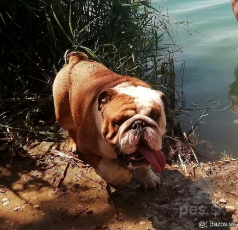 Pinče, bradáče, molosoidy a švajčiarske salašnícke psy, Anglický bulldog/buldog krytie