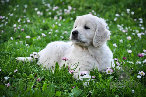 Retrívre, sliediče a vodné psy, Zlaty retriever s PP Golden retriever s PP - JAR 2022