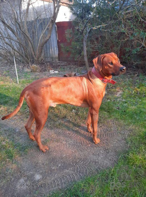 Duriče, farbiare a príbuzné plemená, Rodezsky  Ridgeback