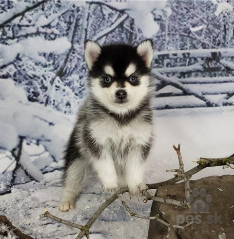 Pinče, bradáče, molosoidy a švajčiarske salašnícke psy, AKC registered male and female Pomsky puppies