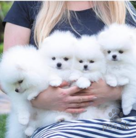 Špice a primitívne typy,  pomeranian mini