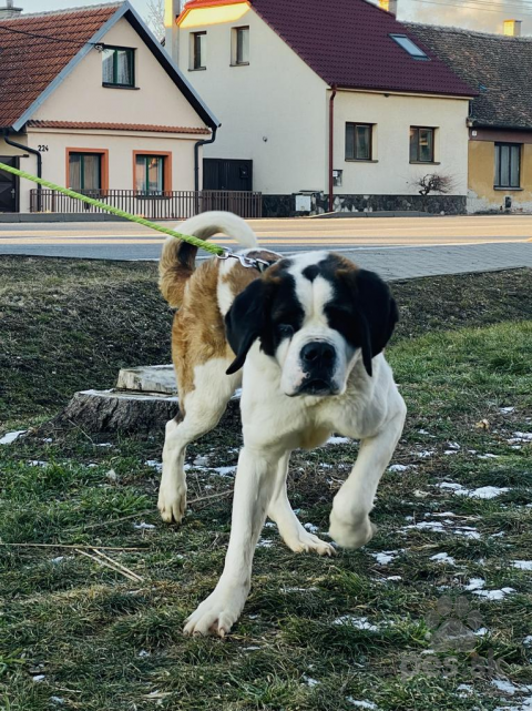 Pinče, bradáče, molosoidy a švajčiarske salašnícke psy, Darujem 2,5 ročného hladkosrstého bernardína