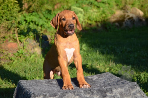 Duriče, farbiare a príbuzné plemená, Rhodéský ridgeback - štěňata s PP