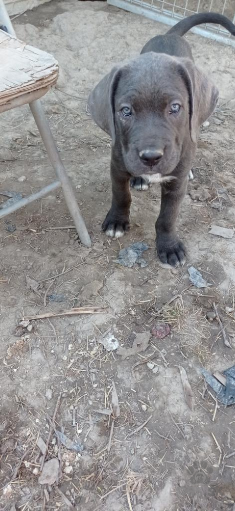 Pinče, bradáče, molosoidy a švajčiarske salašnícke psy, Na predaj krásne šteniatka Cane Corso 