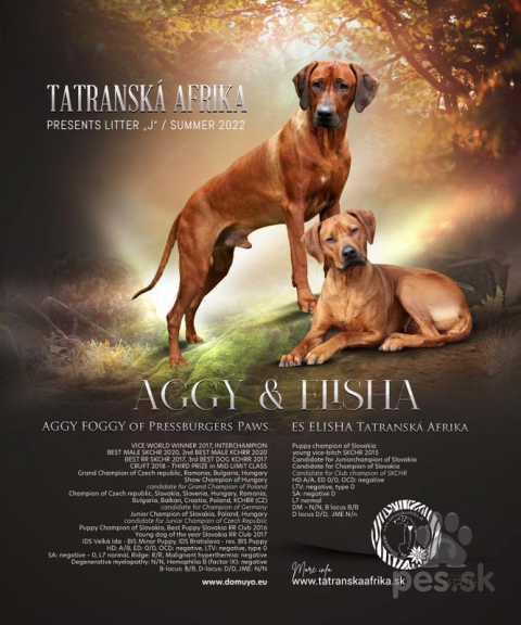 Duriče, farbiare a príbuzné plemená, Rhodesian Ridgeback