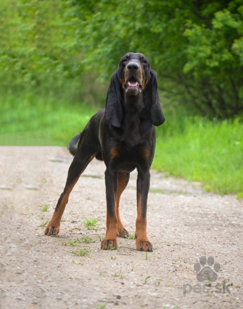 Duriče, farbiare a príbuzné plemená, Mladý pes Black and Tan Coonhound hľadá milujúci domov