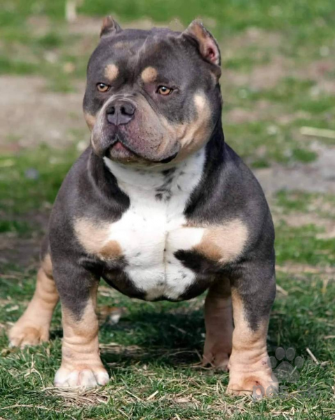 Neuznané plemená a krížence, American bully pocket