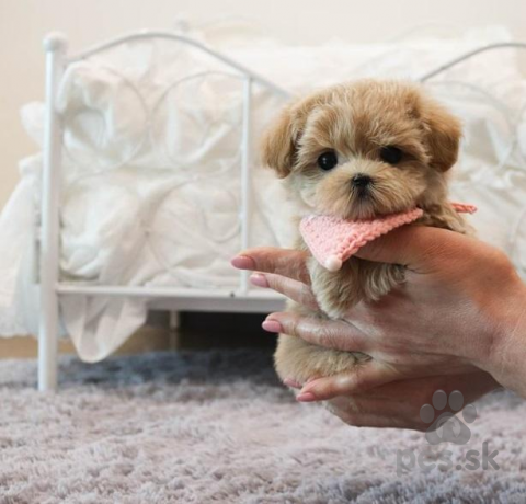 Špice a primitívne typy, K dispozícii sú krásni maltipoo chlapci a dievčatá